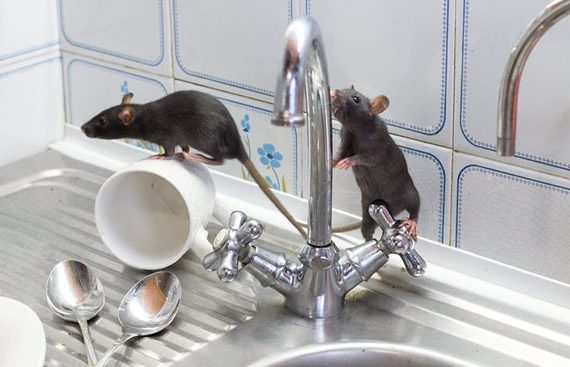 Eliminar Ratas ,Plaga De Ratas, Control De Roedores En Sevilla