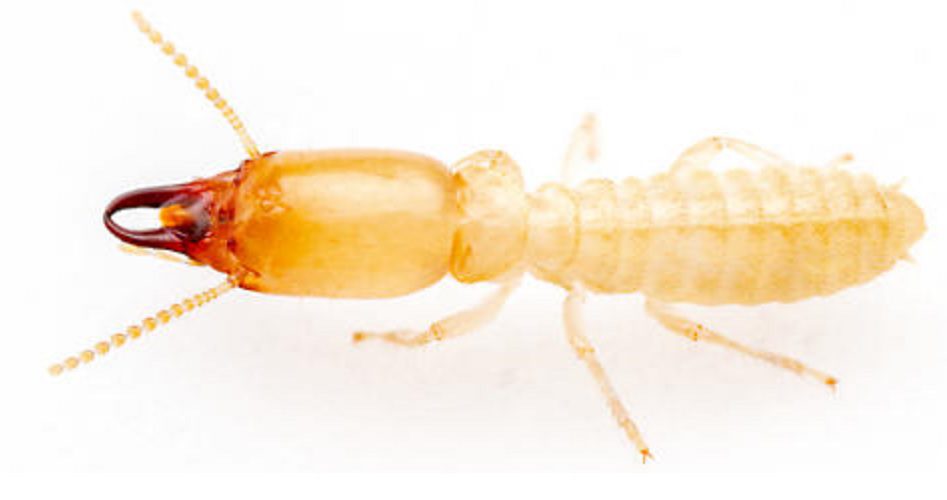control plaga termita