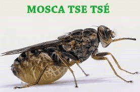 MOSCA TSE- TSE