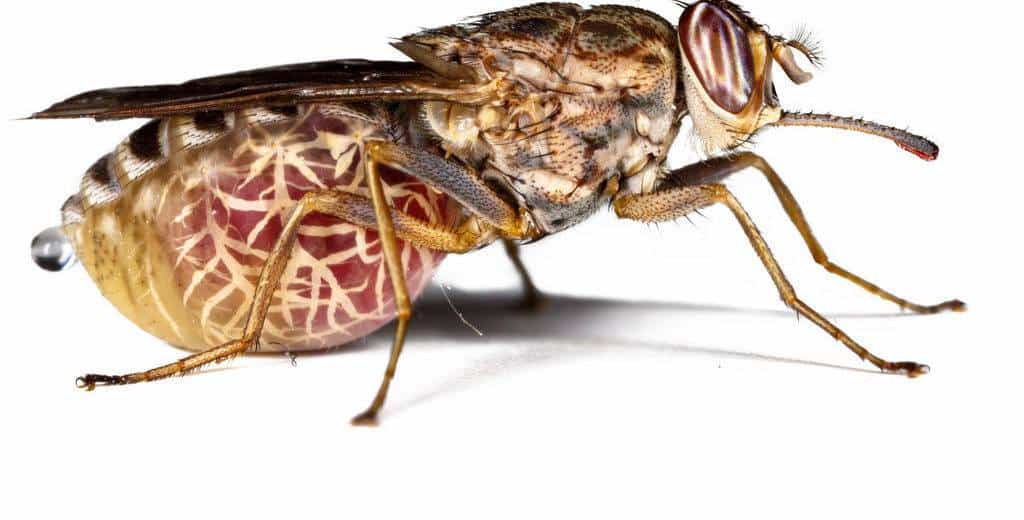 MOSCA SE TSE2 1