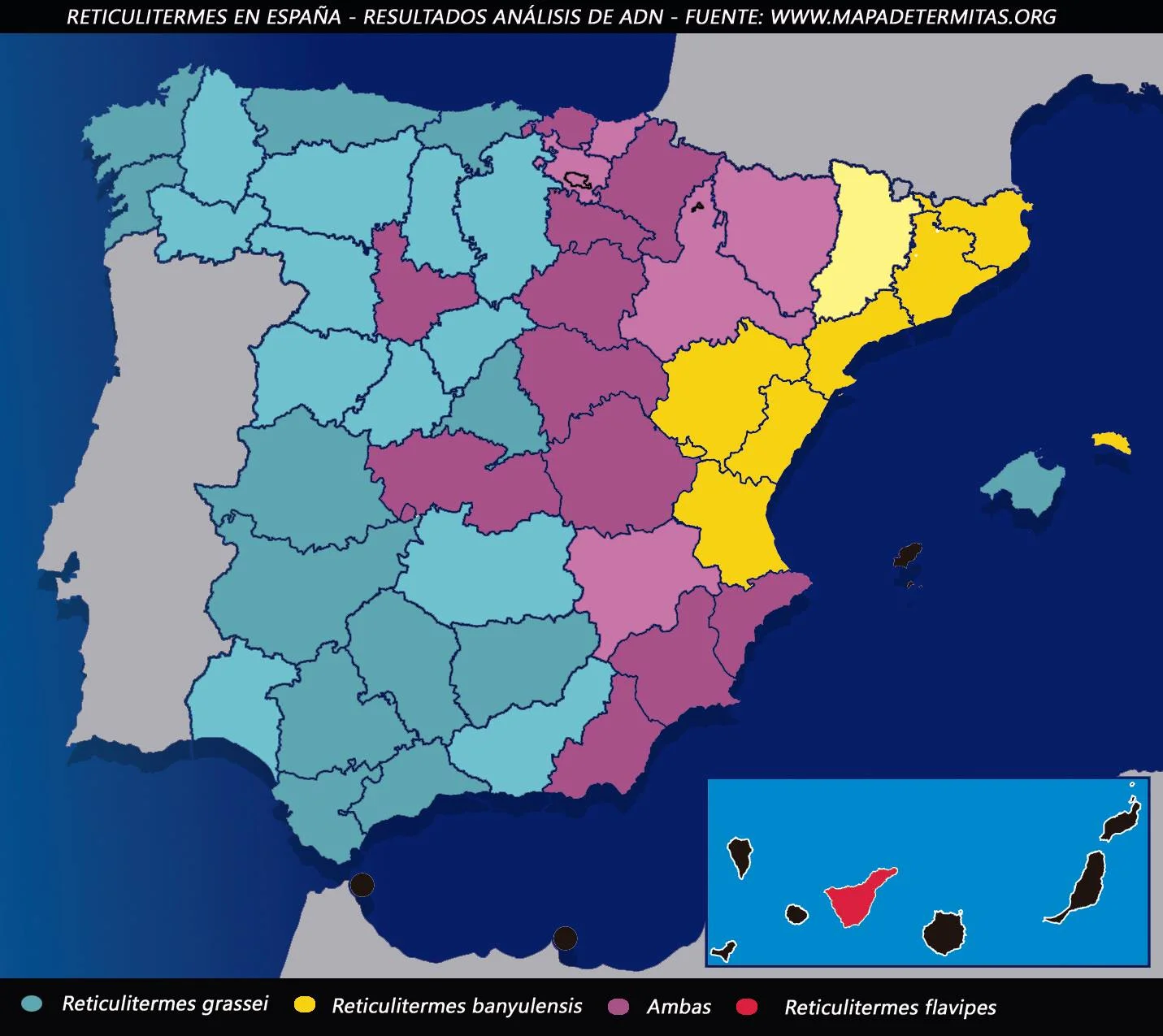 Mapa de las especies de termita subterránea Reticulitermes en España según análisis de ADN, con Reticulitermes grassei en Sevilla