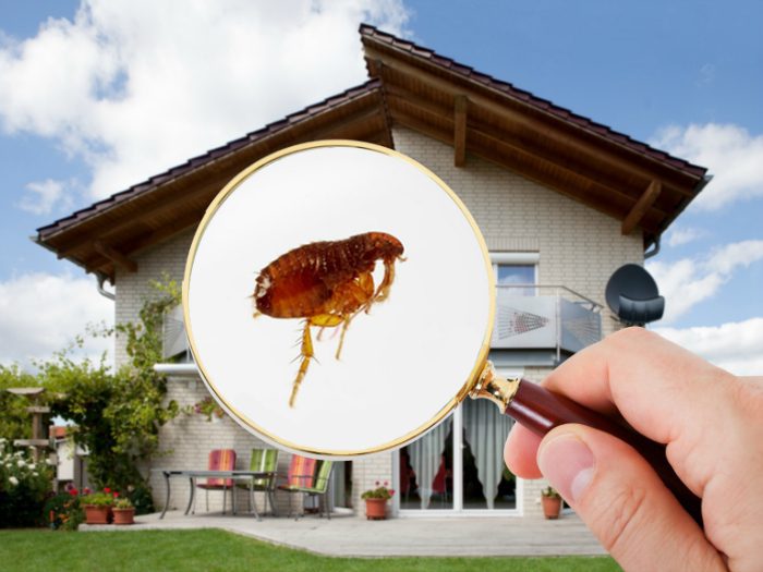 COMO ELIMINAR PULGAS EN CASA