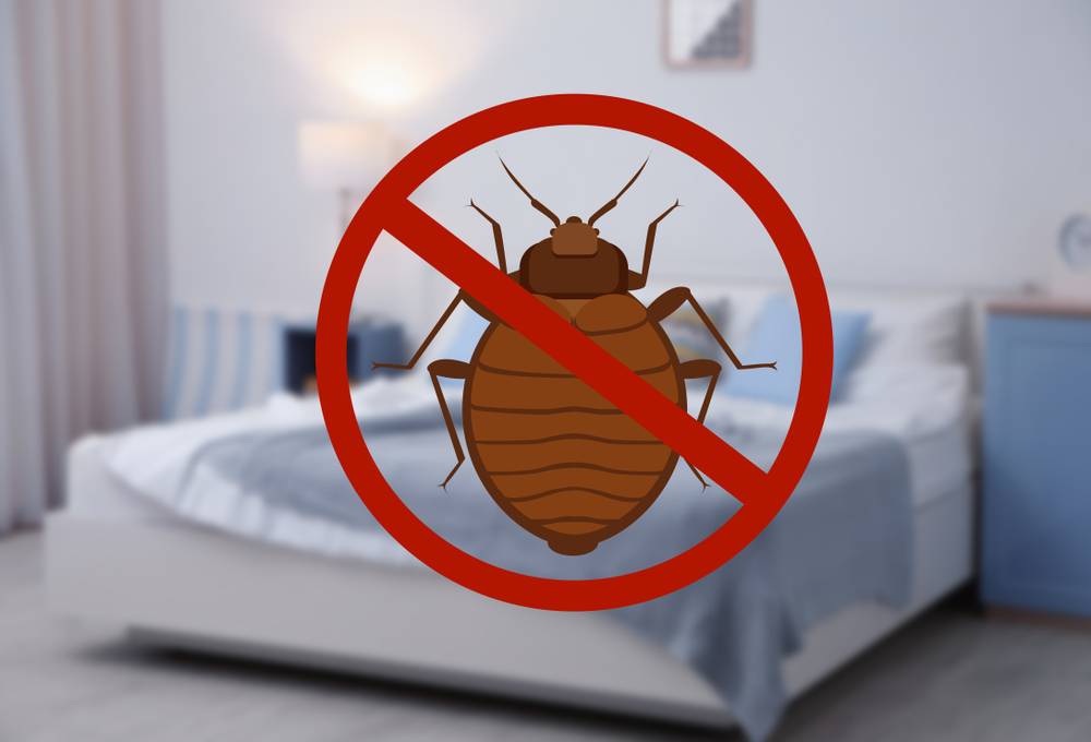 Como eliminar las chinches de cama Guia completa