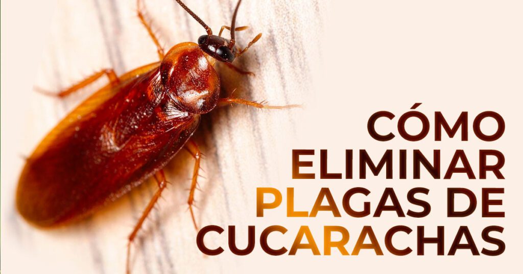 como eliminar plagas de cucarachas post