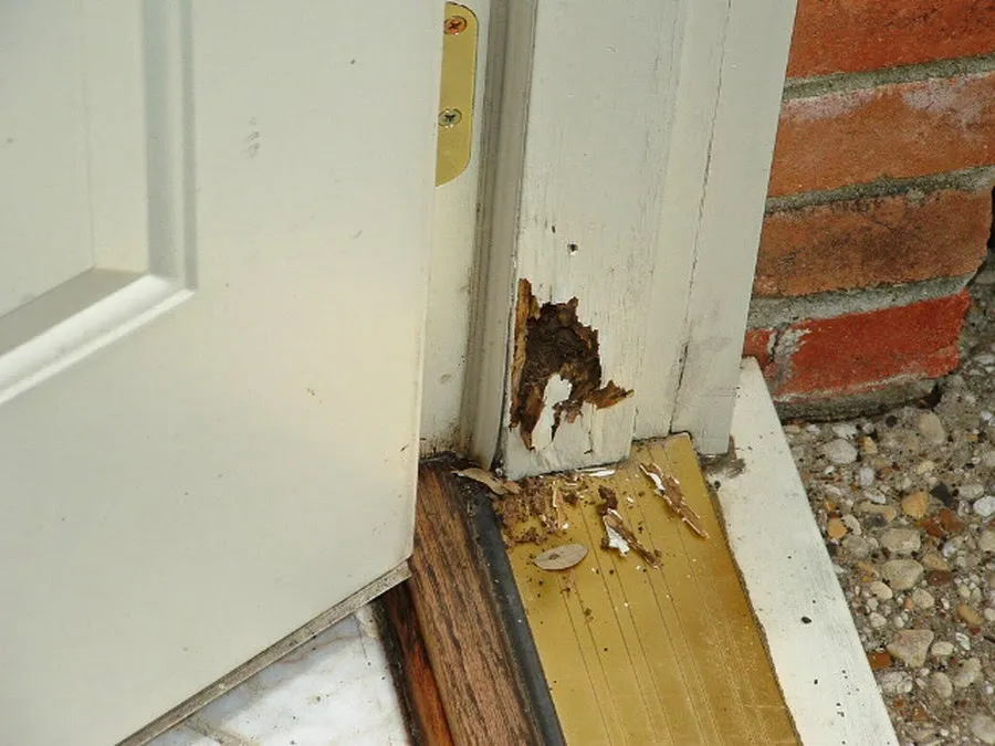 termitas en puerta
