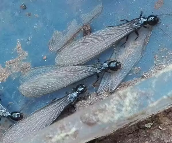 termita negra