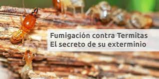 FUMIGACION DE TERMITA