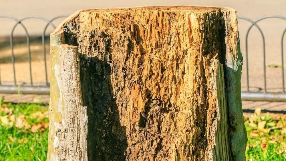 Termitas en árboles: Cómo detectar y prevenir la infestación de termitas en tu jardín