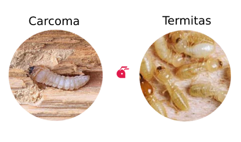 carcoma_vs_termitas
