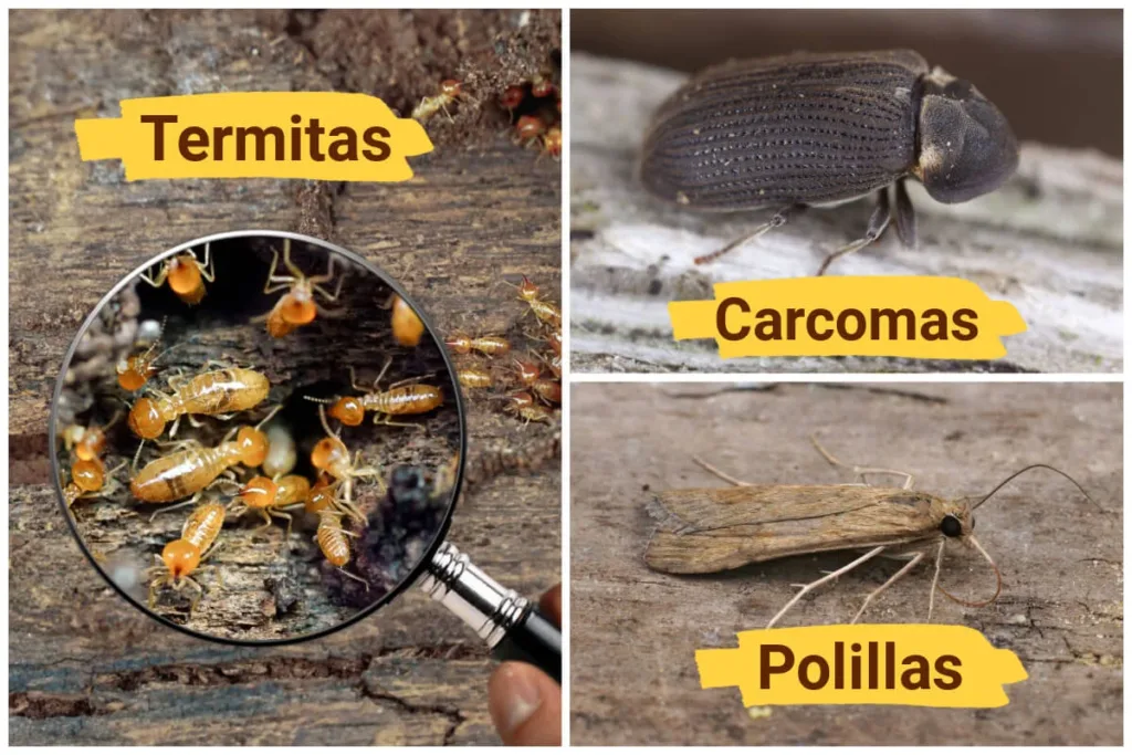 carcomas-termitas-y-polillas