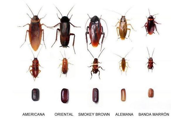 Cuántos huevos pone una cucaracha: adulto, ninfa y ooteca de la cucaracha americana, oriental, smokey brown, alemana y de banda marrón