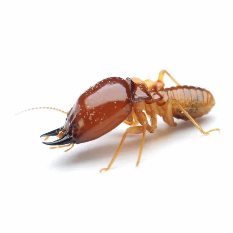 EXTERMINAR TERMITAS