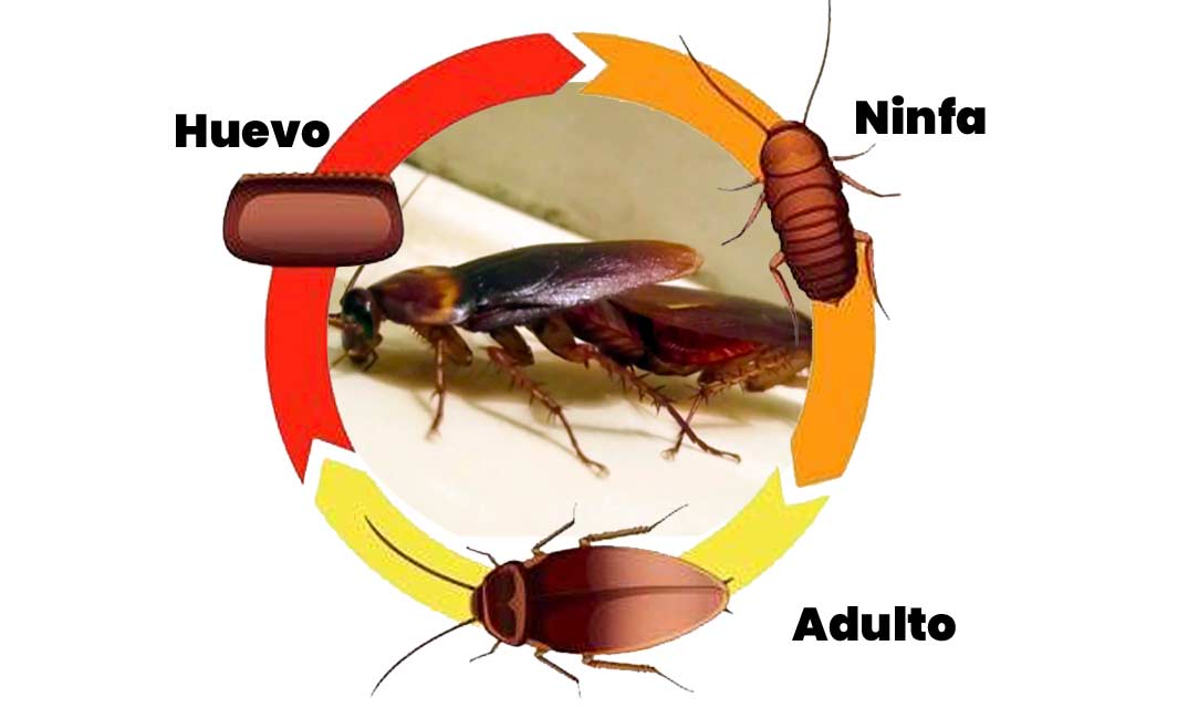 Ciclo de vida de la cucaracha: huevos dentro de la ooteca, ninfa y cucaracha adulta