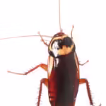 Periplaneta australasiae,