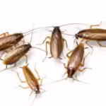 Cucaracha germánica: todo lo que necesitas saber sobre esta plaga