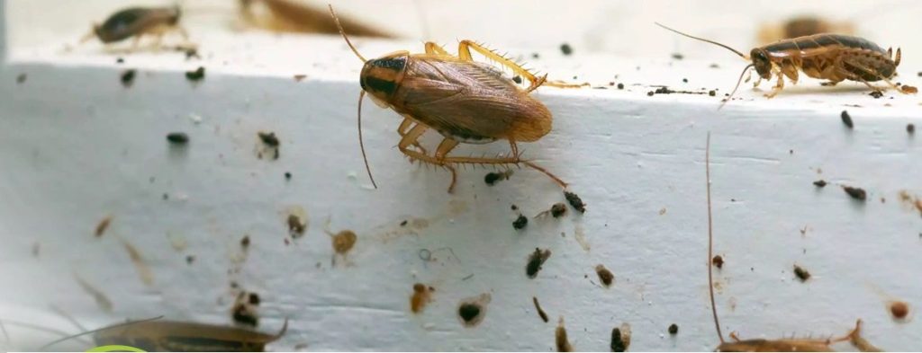 caca cucaracha