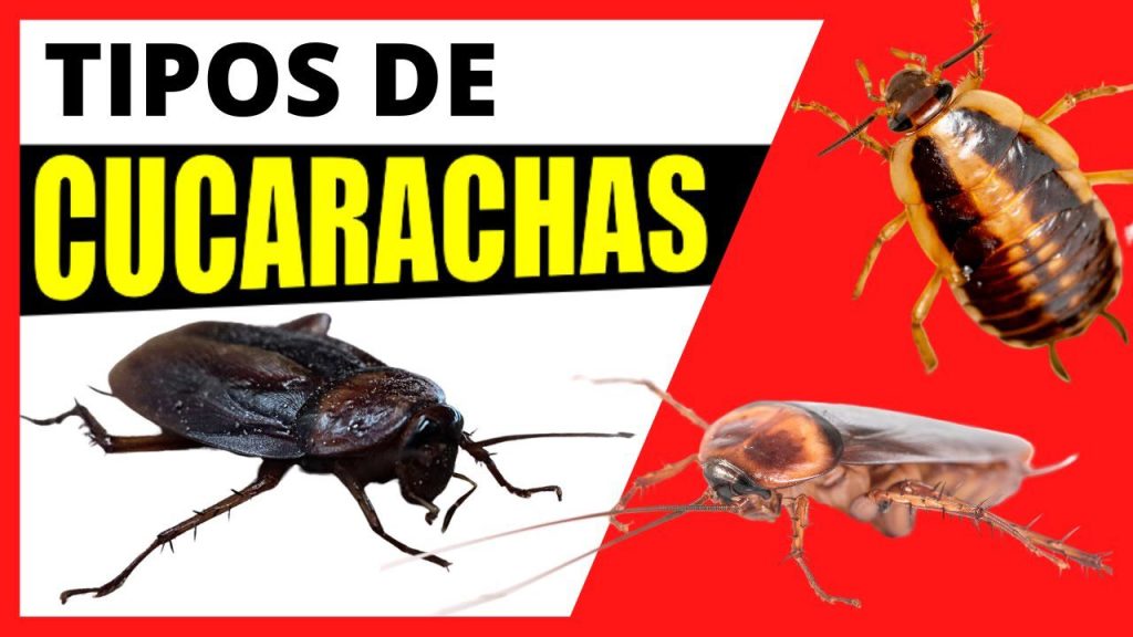 tipos cucarachas en españa