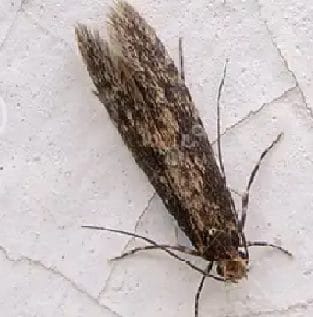 POLILLA PARED