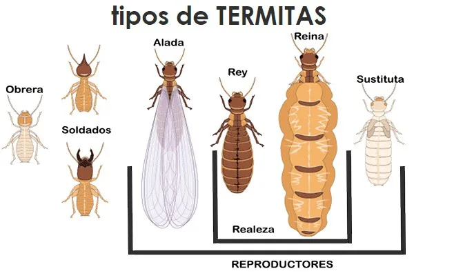 eliminar termitas exterminar termitas matar termitas en sevilla