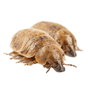 ACARO DOMESTICO
