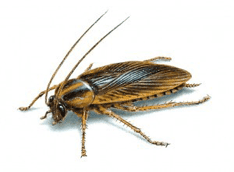 BLATELLA GERMANICA CUCARACHA DE LAS COCINAS