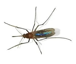 Culex-pipiens-MOSQUITO COMUN -FUMIGAR PLAGAS SEVILLA