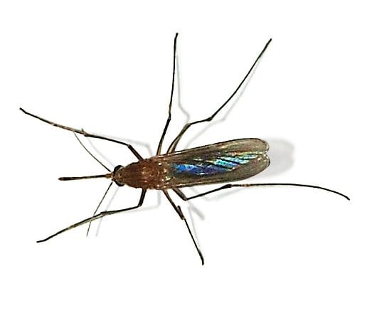 Culex-pipiens-MOSQUITO COMUN -FUMIGAR PLAGAS SEVILLA
