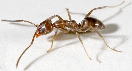 HORMIGA ARGENTINA 1