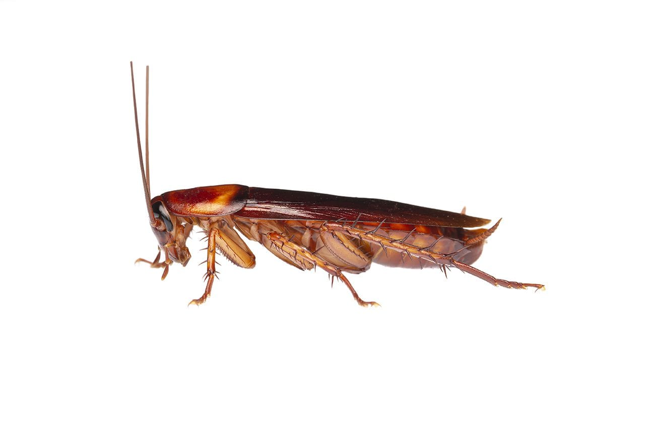 CUCARACHA DE LOS DESAGUES