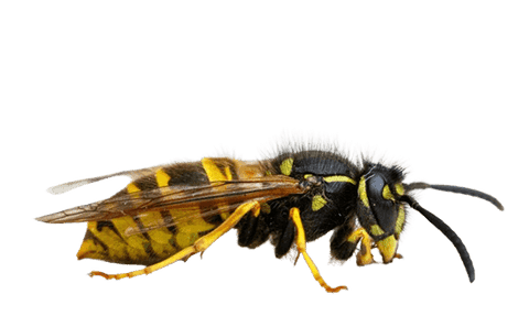 Avispa común Vespula germanica, de color amarillo y negro, una de las avispas que anida en huecos y en el suelo