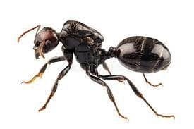 hormiga de jardin