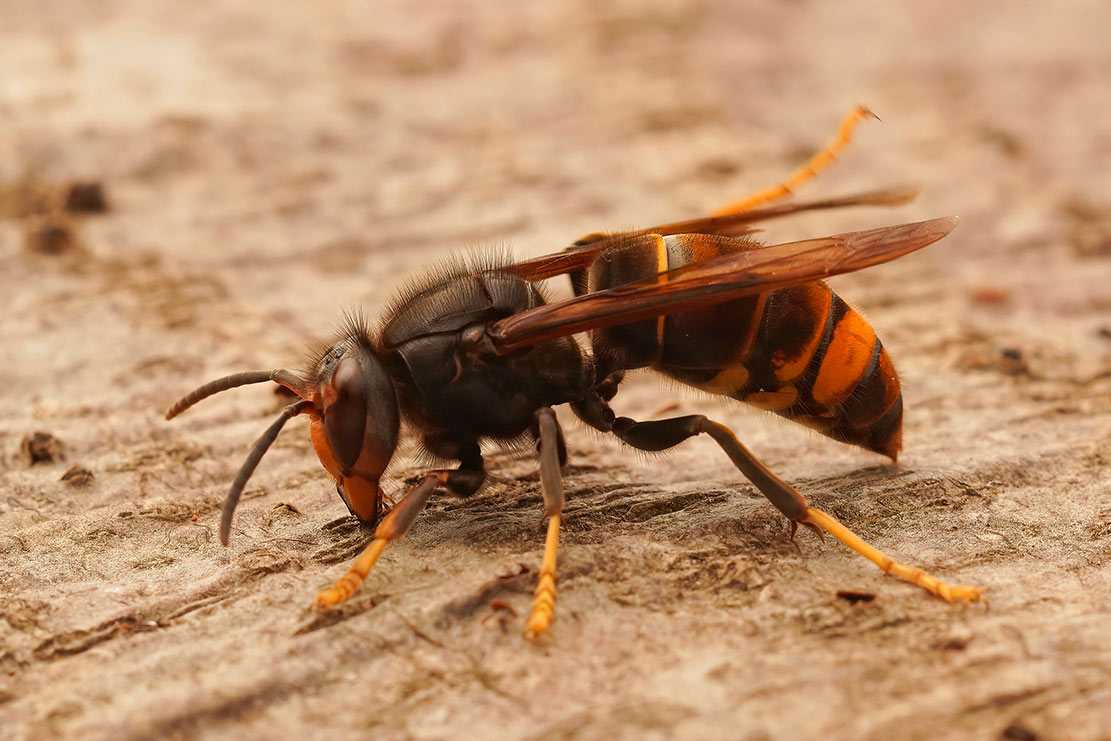 Avispa asiática Vespa velutina, uno de los avispones invasores detectados en Andalucía, con patas de extremos amarillos y abdomen oscuro con banda anaranjada