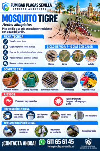 Mosquito tigre: cómo reconocerla