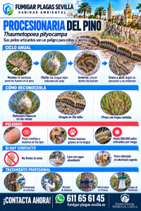 Procesionaria: cómo reconocerla