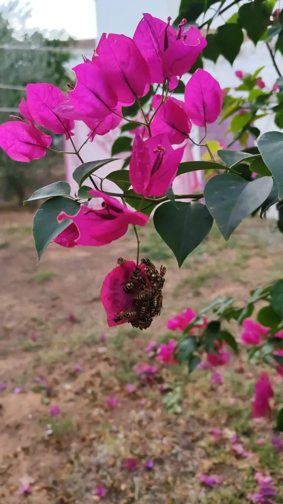 Grupo de avispas amarillas y negras sobre una flor de buganvilla