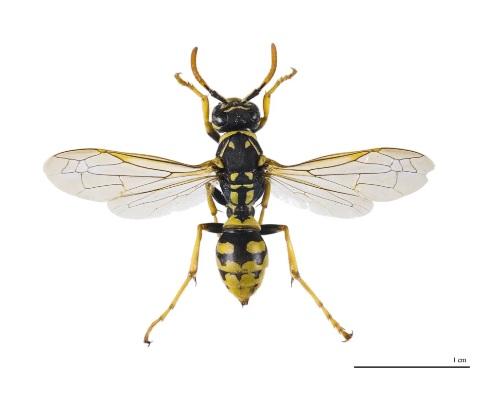 Avispa papelera (Polistes dominula): foto para identificarla