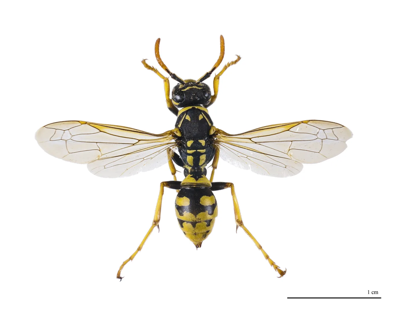 Avispa papelera (Polistes dominula) sobre su nido