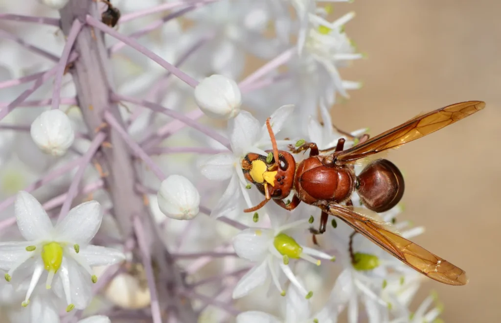 Avispa oriental (Vespa orientalis): foto para identificarla