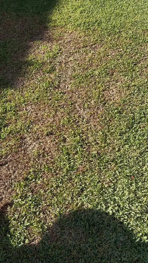Lawn with dry yellow patches next to green grass
