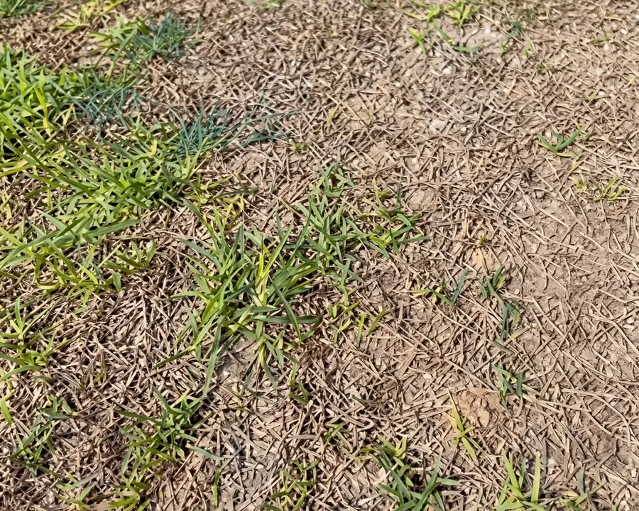 Lawn in Seville with yellow, straw-coloured patches caused by chinch bug damage