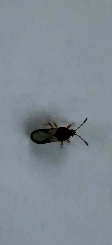 Adult chinch bug (Blissus), black with pale wings