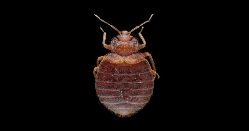 Chinche de cama adulta (Cimex lectularius) vista desde arriba