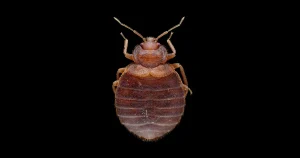 Chinche de cama adulta (Cimex lectularius) vista desde arriba