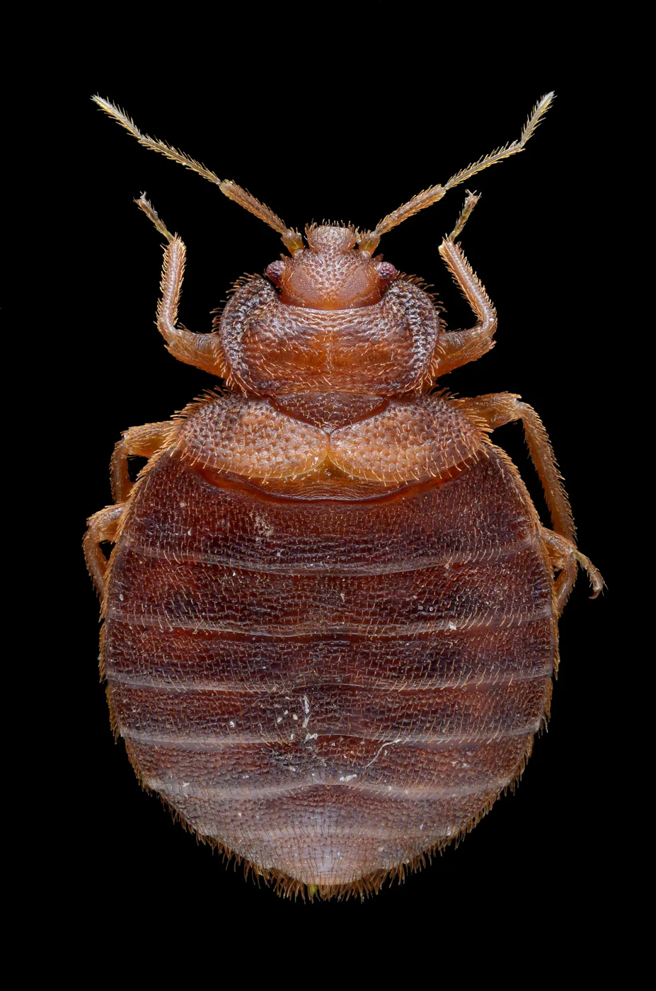 Chinche de cama Cimex lectularius vista al microscopio