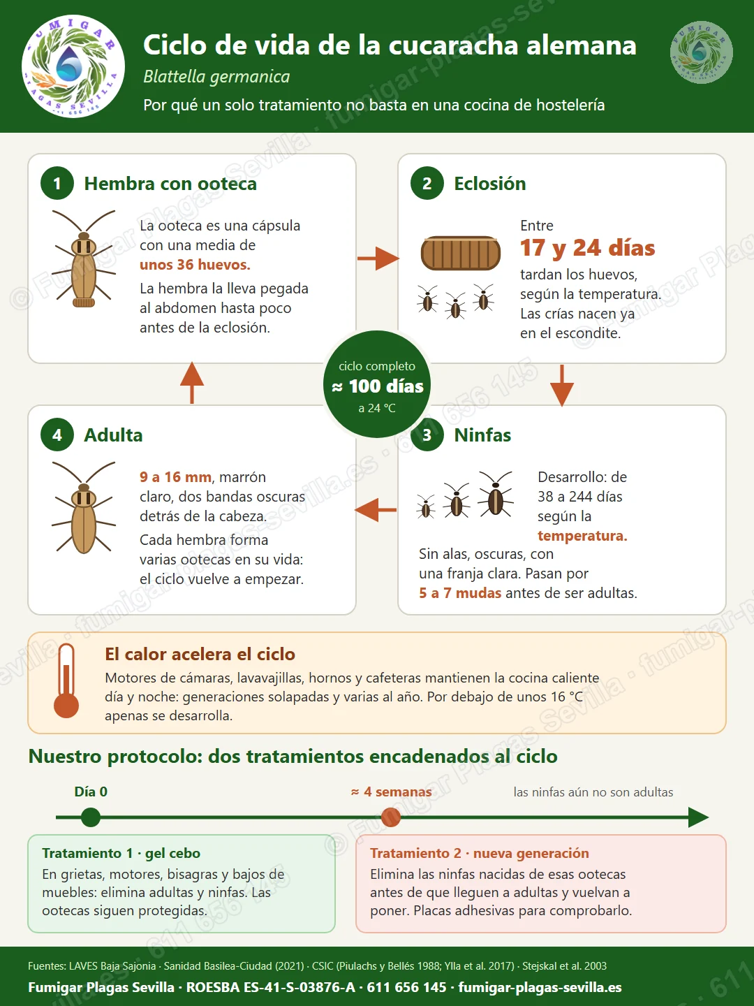 Infografía del ciclo de vida de la cucaracha alemana: hembra con ooteca de unos 36 huevos, eclosión entre 17 y 24 días, ninfas con 5 a 7 mudas, adulta, y protocolo de dos tratamientos