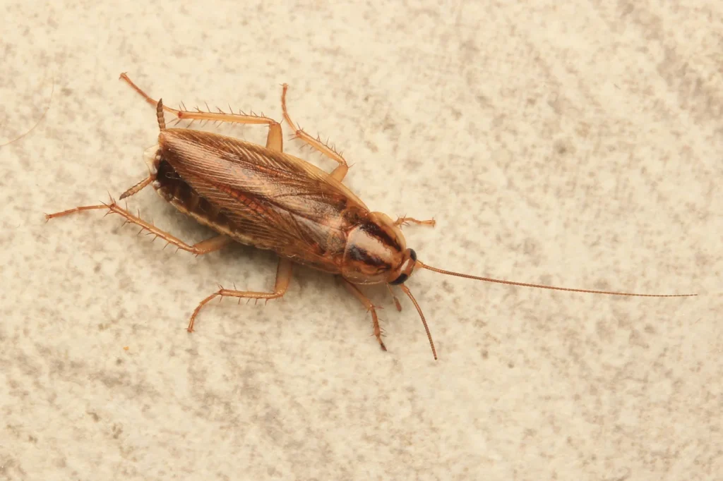 Cucaracha alemana adulta (Blattella germanica) en vista dorsal, con las dos bandas oscuras del pronoto