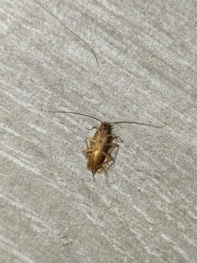 Cucaracha alemana (Blattella germanica) adulta sobre el suelo