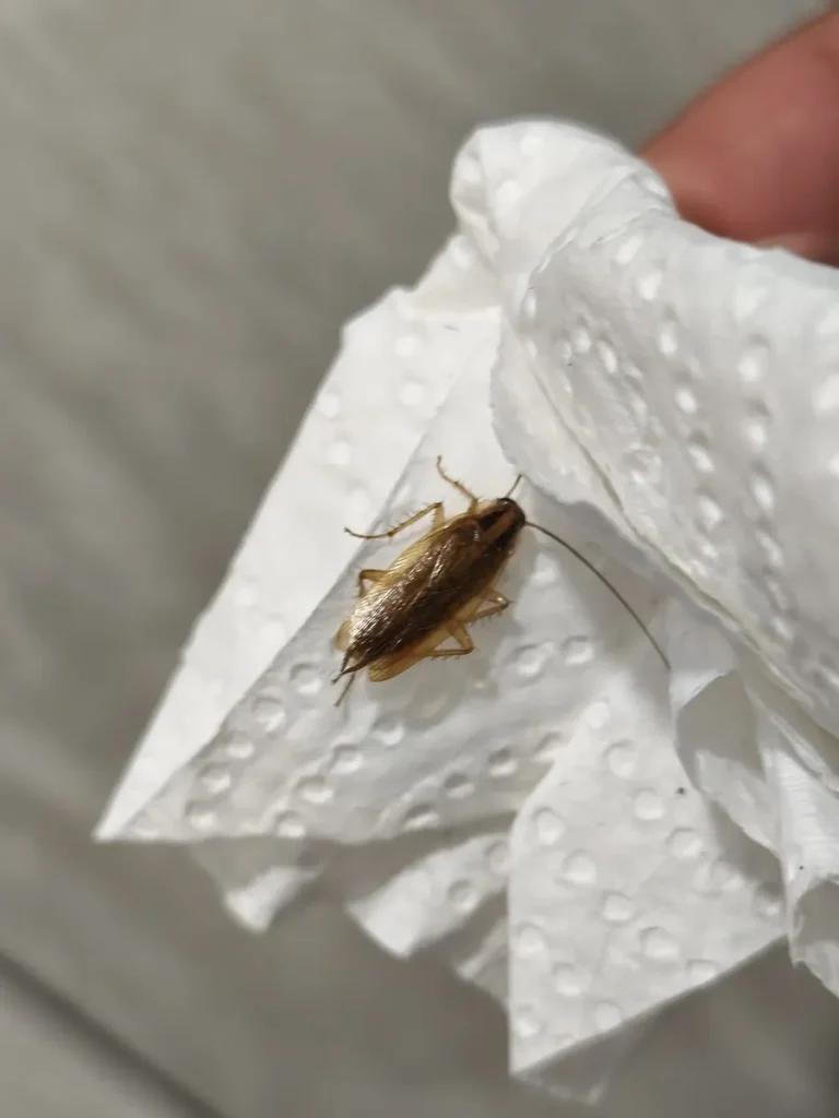 Cucaracha alemana (Blattella germanica) capturada sobre papel