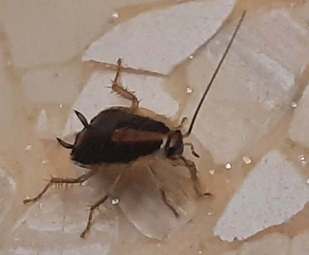 Cucarachas en Camas: Cucaracha alemana (Blattella germanica)