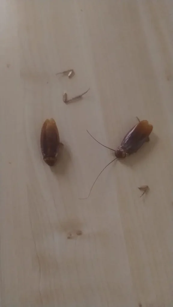 Dos cucarachas de color marrón rojizo sobre una superficie de madera